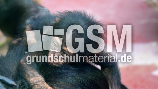 Schimpanse_1 (4).jpg